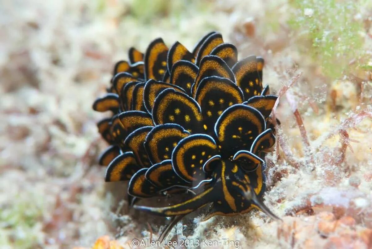 Морские брюхоногие. Морской СЛИЗЕНЬ Голожаберный моллюск. Cyerce nigricans. Морской СЛИЗНЯК Голожаберник. Голожаберные брюхоногие моллюски.