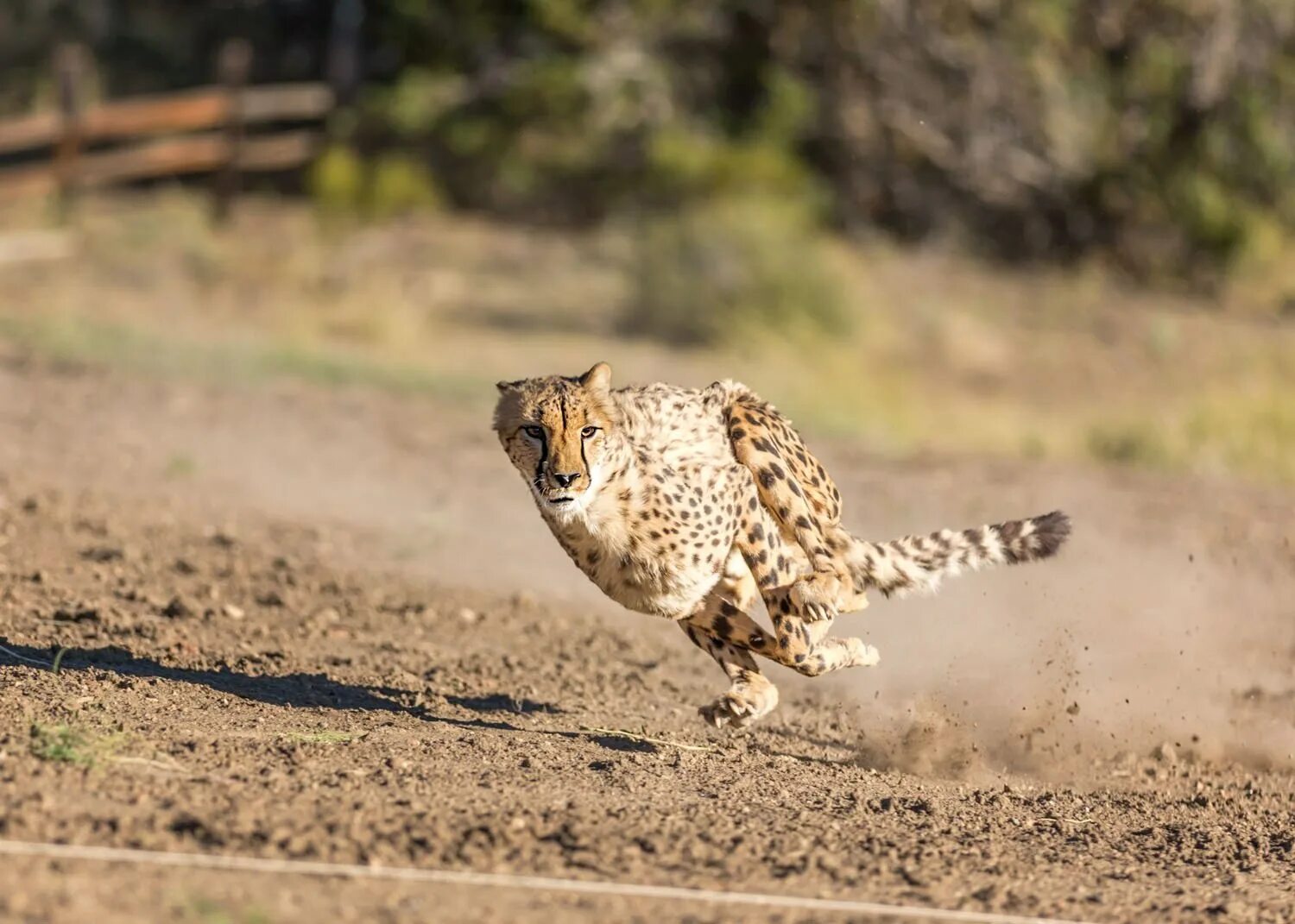 Бегун животное. Гепард в беге. Леопард бежит. Леопард бегает. Бег леопарда.