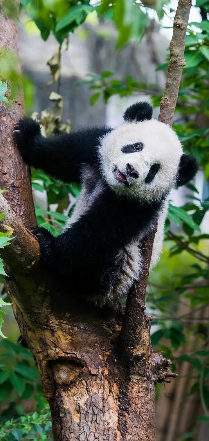 Panda have
