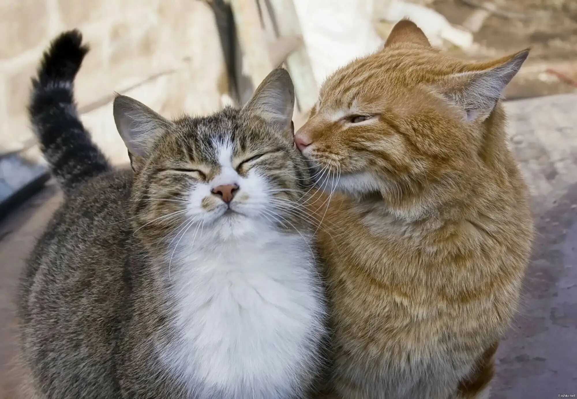 Кошечки любовь. Влюбленные кошки. Два котика. Два кота. Парочка котов.