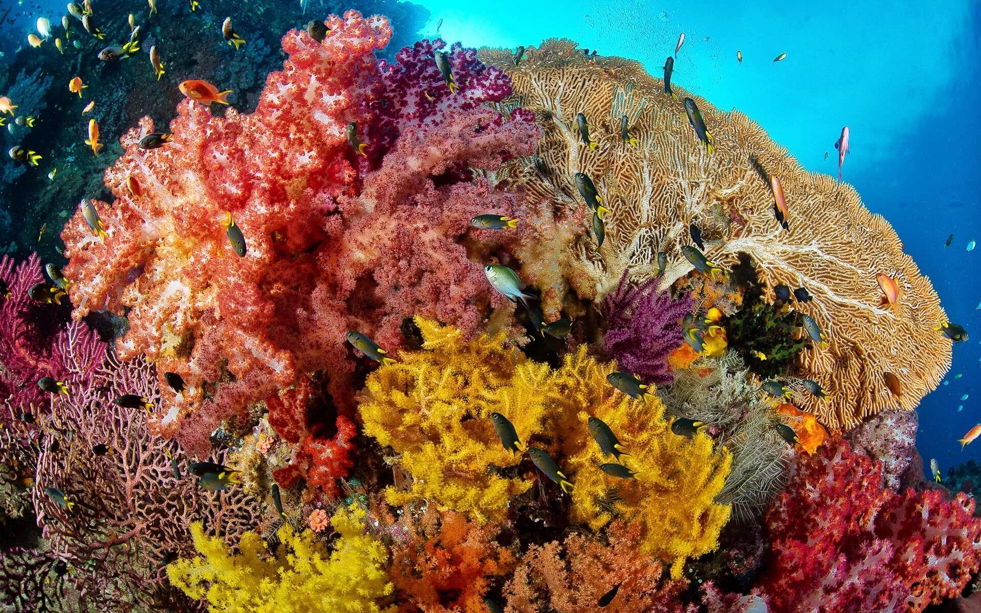 Водоросли ю. Диатомеи водоросли Тихого океана. Кодиум водоросль. Атлантический океан коралловый риф. Фукусы индийский океан.