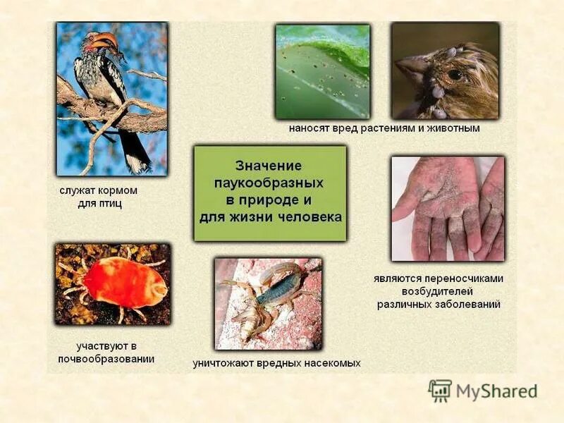 Паукообразные в природе и в жизни человека. Многообразие паукообразных и их значение в природе. Многообразие паукообразных и их значение в природе. Значение паукообразных в природе и жизни человека. Многообразие паукообразных и их значение в природе.