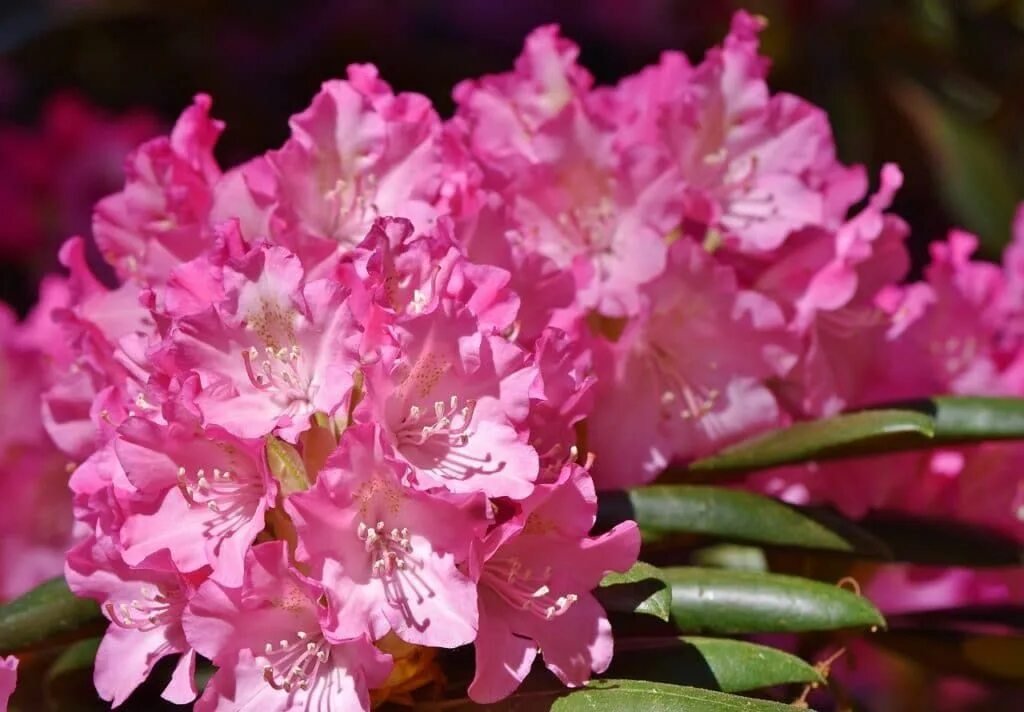 Рододендрон цветет. Рододендрон пурпл. Rhododendron impeditum luisella. Рододендрон цветет. Рододендрон куст.