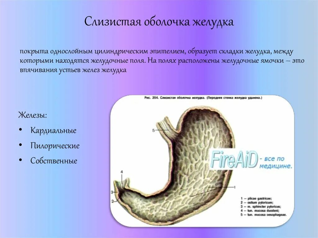 Функция оболочек желудка. Железы слизистой оболочки желудка. Складки слизистой оболочки желудка образованы. Особенности слизистой оболочки желудка. Слизистая оболочка пилорического отдела желудка.