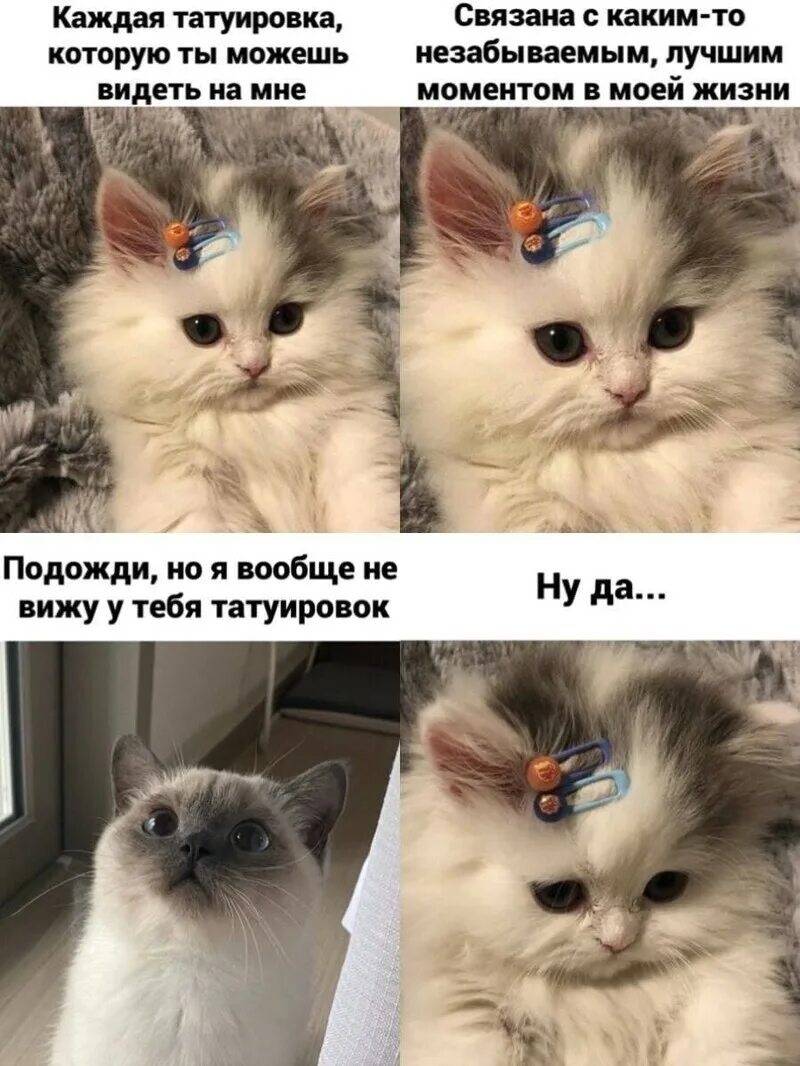 Мемы с котами 2023