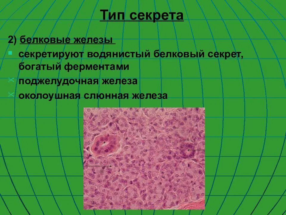 Тканевый уровень примеры