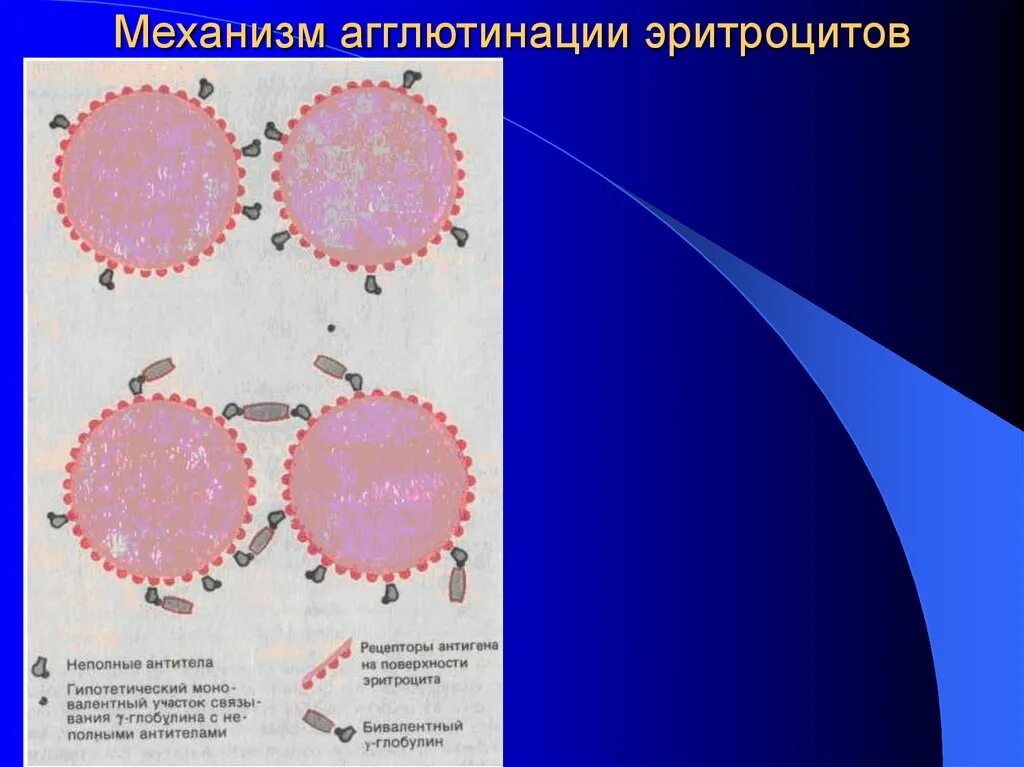 Агглютинация эритроцитов. Механизм агглютинации эритроцитов. неспецифическая агглютинация эритроцитов. реакция агглютинации. моноклональные антитела. неспецифическая реакция агглютинации.