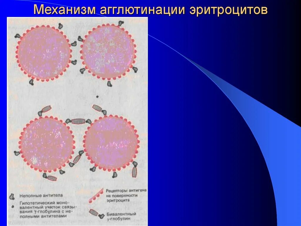 Механизм агглютинации эритроцитов. Реакция агглютинации эритроцитов механизм. Реакция агглютинации. Моноклональные антитела. Неспецифическая агглютинация эритроцитов. Реакция агглютинации эритроцитов