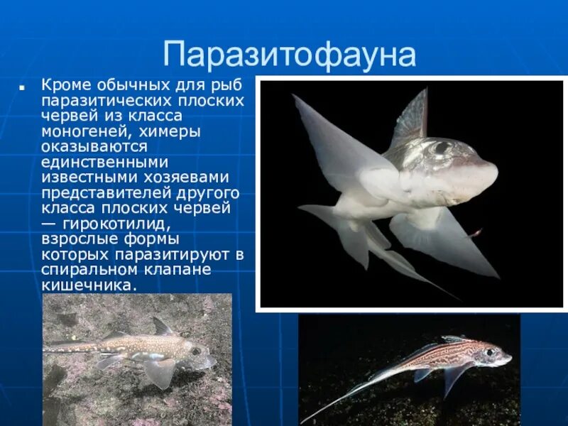 Химера кратко
