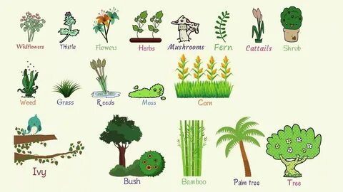 Tree транскрипция на английском языке