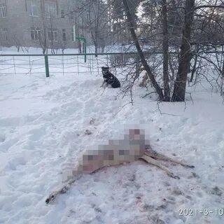 Пензенская область собаки