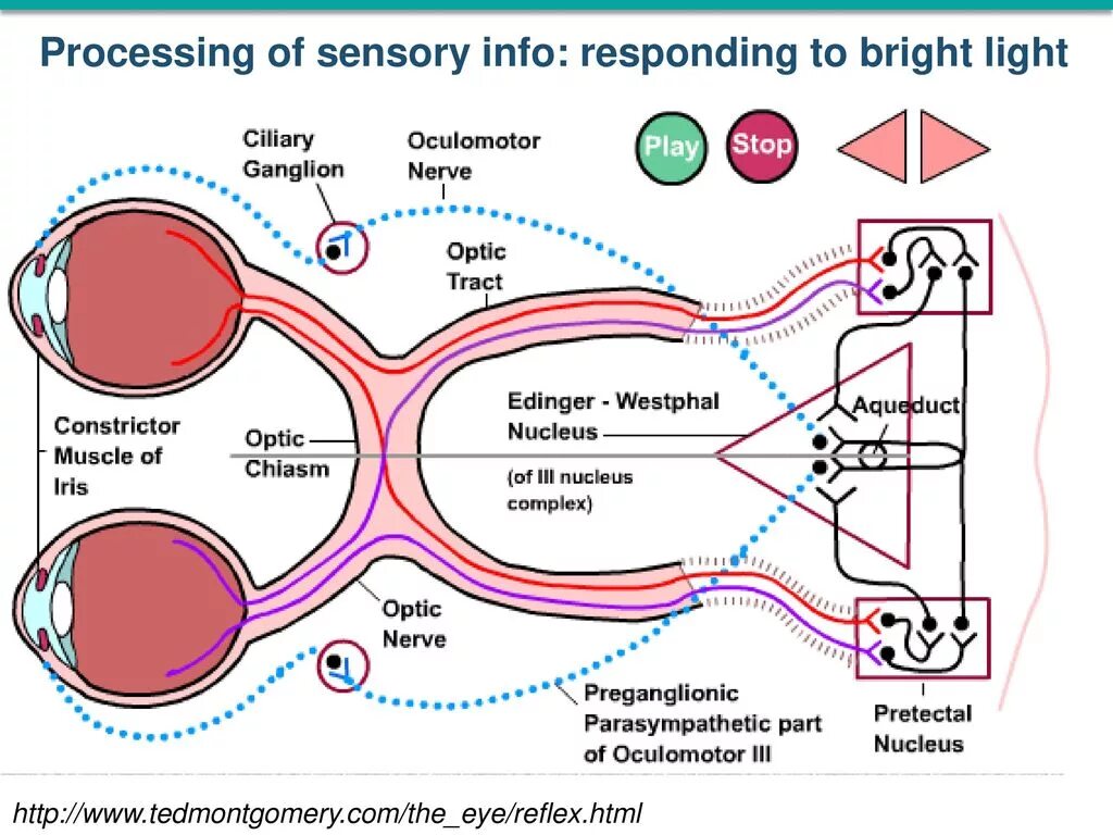 Рефлекторная дуга зрачкового рефлекса. Рефлекторная дуга расширения зрачка. Зрачковый рефлекс схема. Схема рефлекторной дуги зрачкового рефлекса.