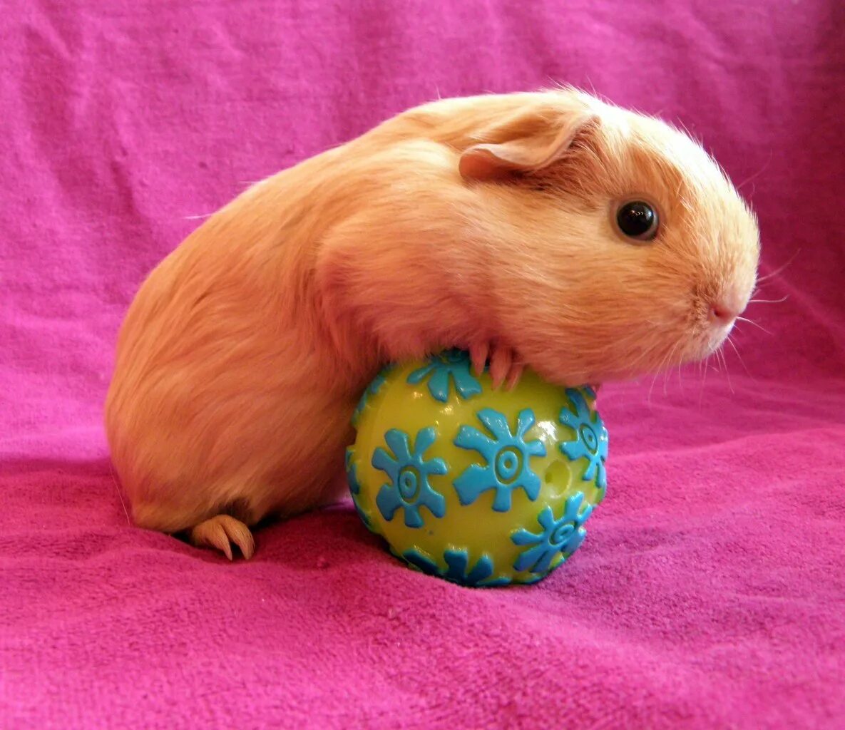 морская свинка фелтинг. морская свинка из шерсти. морская свинка сухое валяние. морская свинка игрушка из шерсти. морская свинка валяние шерсти.