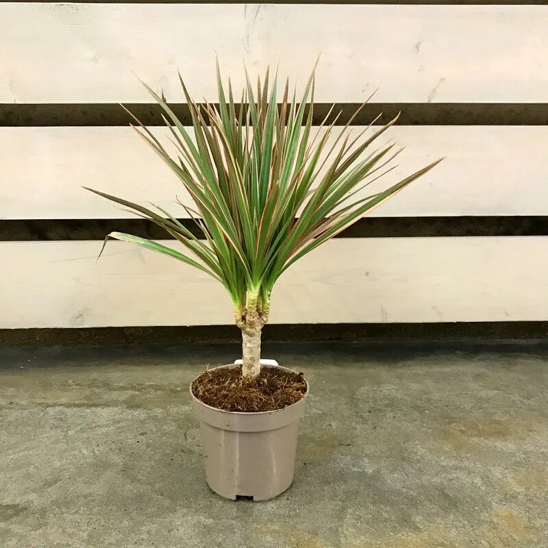 Драцена окаймленная dracaena marginata. Драцена marginata. Драцена окаймлённая Маргината. Драцена marginata bicolor. Драцена Маргината магента.