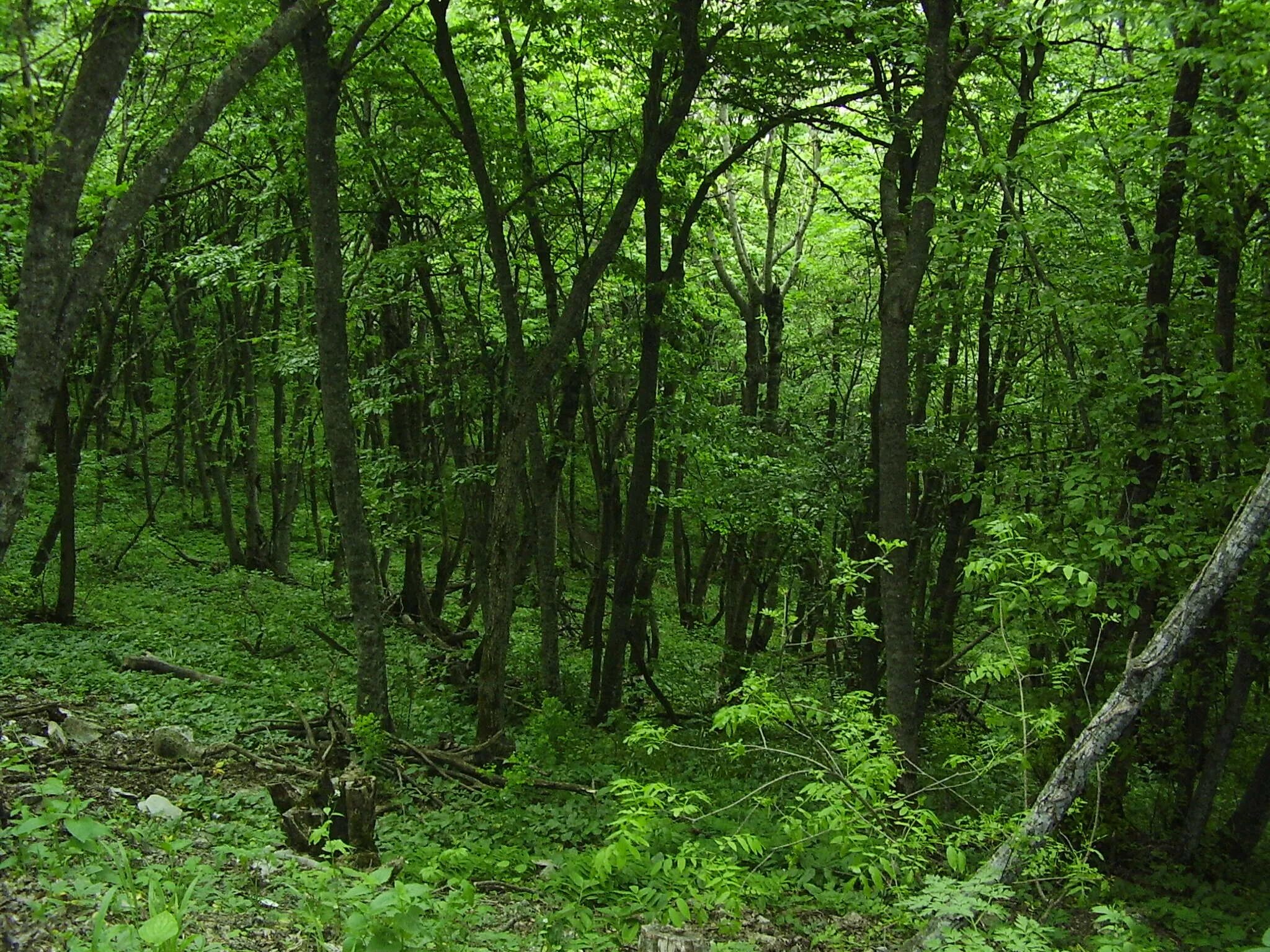 Заросли чаща. Самурский лес. aфон лес. заросший лес симферополя. чаща леса.
