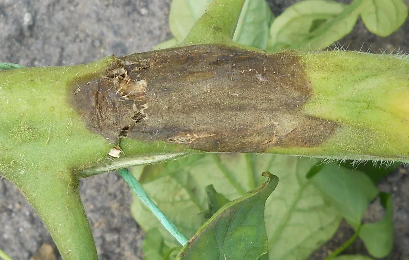 На каком растении паразитирует фитофтора. Фитофтора инфестанс. phytophthora fragariae. фитофтора грибок. фитофторы phytophthora infestans.