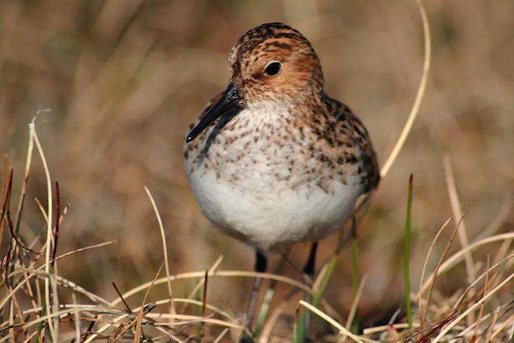 Кулики дата. Кулик-воробей - calidris minuta. кулик республика алтай. кулики ямала.