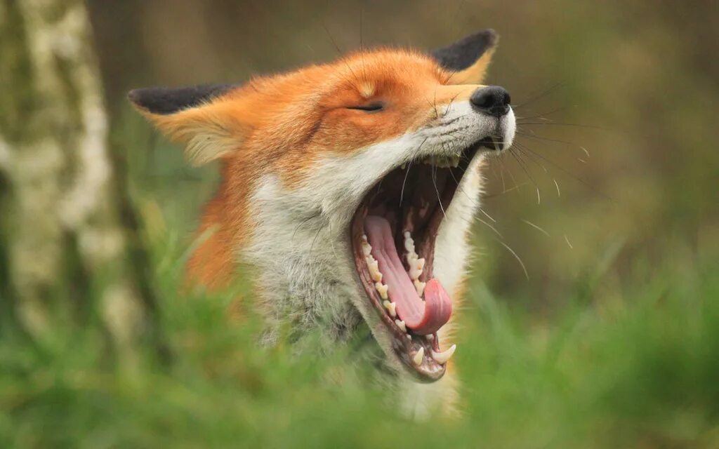 Saw the fox. Маша и лиса. Yawning Fox. Мысли лисы. Fox mouth open.