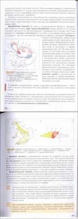 Учебник по биологии 8 класс бабенко