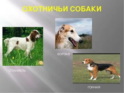 Роль собак