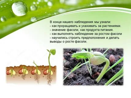Прорастание гороха наблюдение