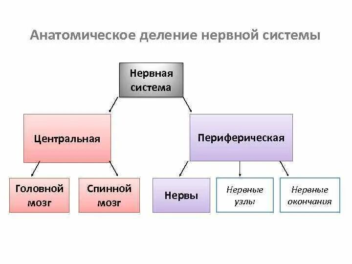 Нервная система по функциональному признаку. Дополните схему Анатомическое строение нервной системы. Схема нервной системы человека Центральная и периферическая. Функциональное деление нервной системы.