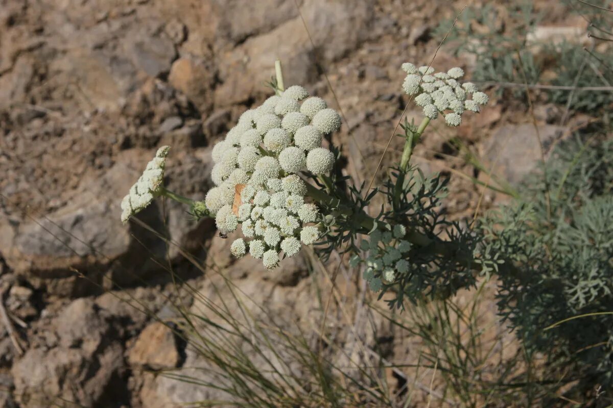 горная полынь