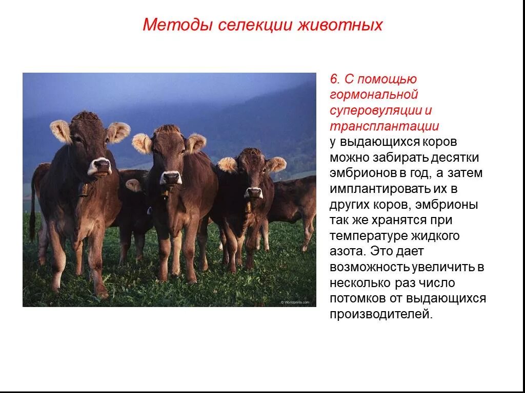 При селекции животных используются. Селекция коров. Методы селекции крупного рогатого скота. Методы селекции животных. С помощью гормональной суперовуляции и трансплантации.