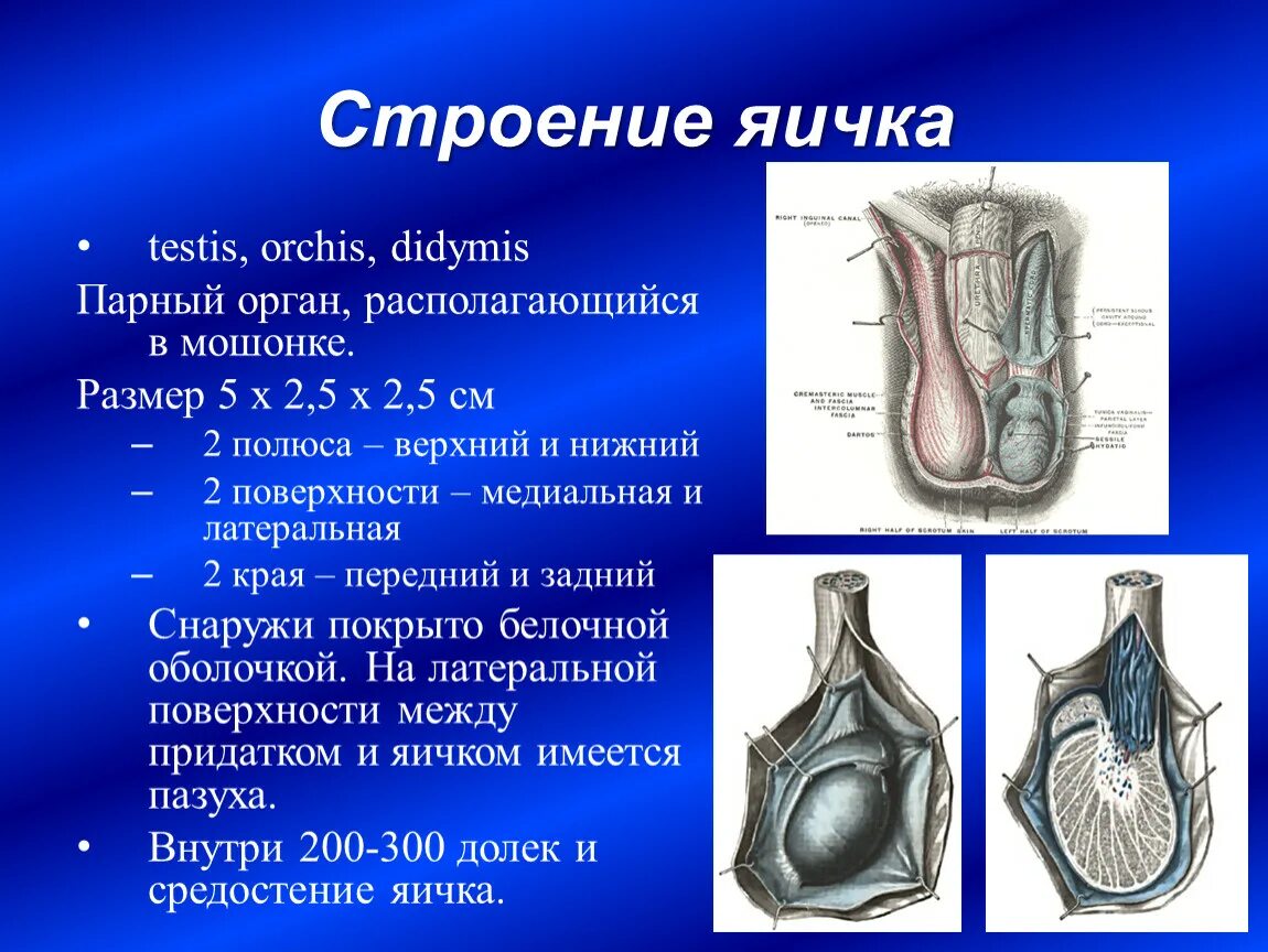 Яичко мужское анатомия строение. Строение семенника анатомия. Строение левого яичка. Медиальная поверхность яичка анатомия. Где находятся яички