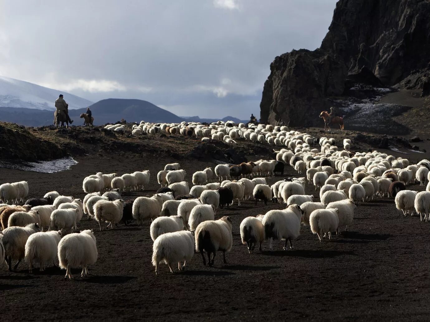Sheep time