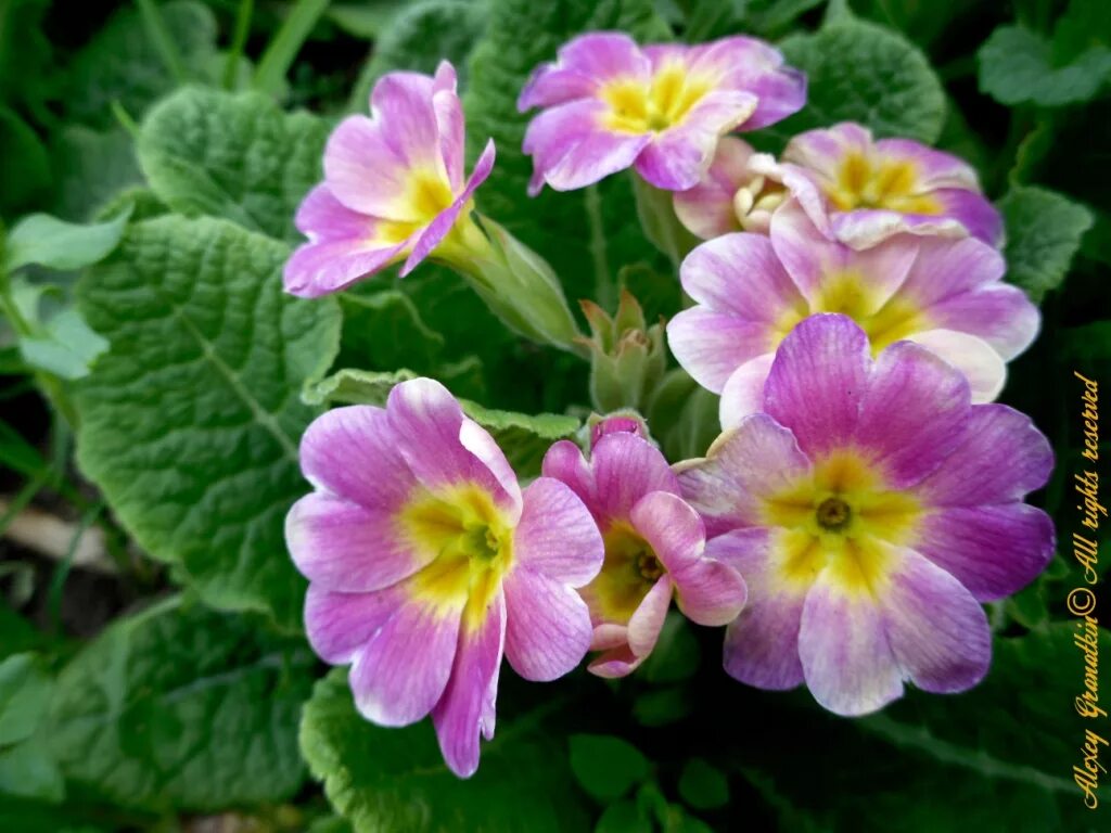 Примула цветок комнатный. Примула обконика. Цветок примула комнатная фото. Цветок примула комнатная фото. Примула обконика.