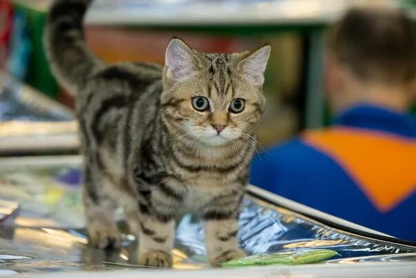 Выставка животных в спб экспофорум. Зоошоу 2022. Петербург выставки животных. Петербург выставки животных. Выставка кошек.