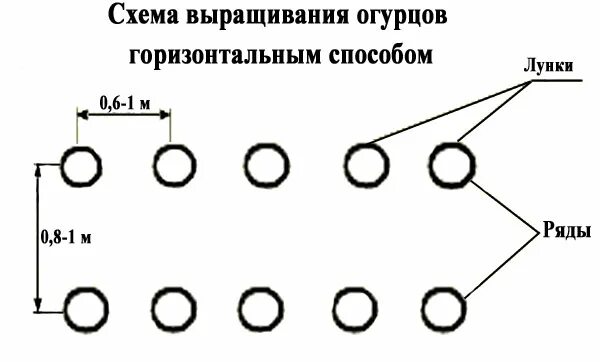 Посадка огурцов расстояние между рядами. Схема посева огурцов в теплице. Схема посадки огурцов в теплице из поликарбоната 3х4. Схема посадки рассады огурцов в теплицу. Посадка огурцов в теплице схема посадки.