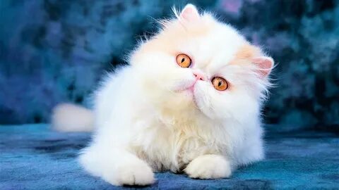 Пушистые котята породы