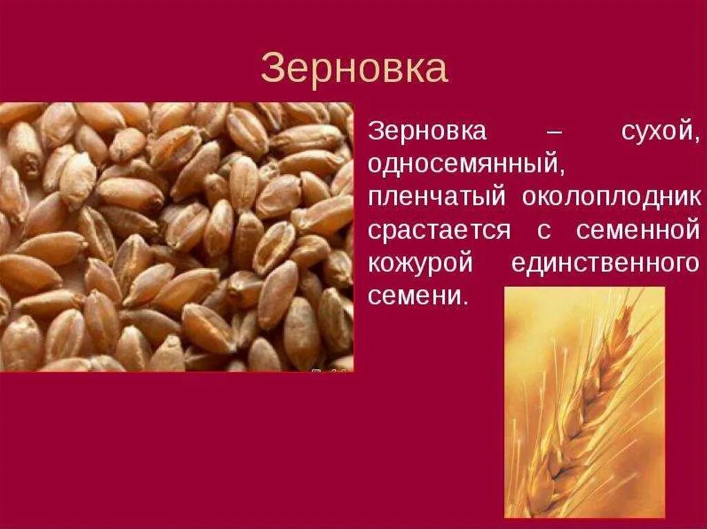 Сухие односемянные Зерновка. Плод Зерновка пшеницы. Плод у растения пшеница Зерновка. Семя у плода Зерновка. Пленчатый околоплодник срастается с