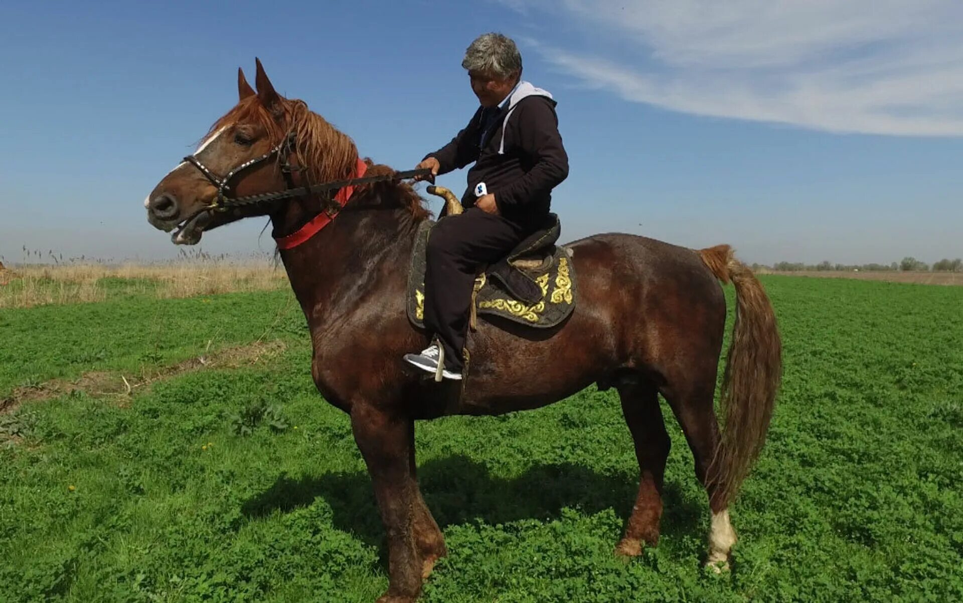 Карагез конь. Барон АТ Кыргызстан. Лошадь Барон в Киргизии. Киргизская порода лошадей. Самый большой конь в Кыргызстане.