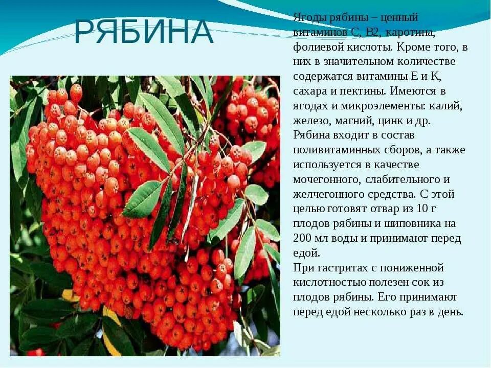 Рябина красноплодная. Калина и рябина разница. Польза рябины красной для здоровья. Рябина для чего полезна. Чем полезна рябина.