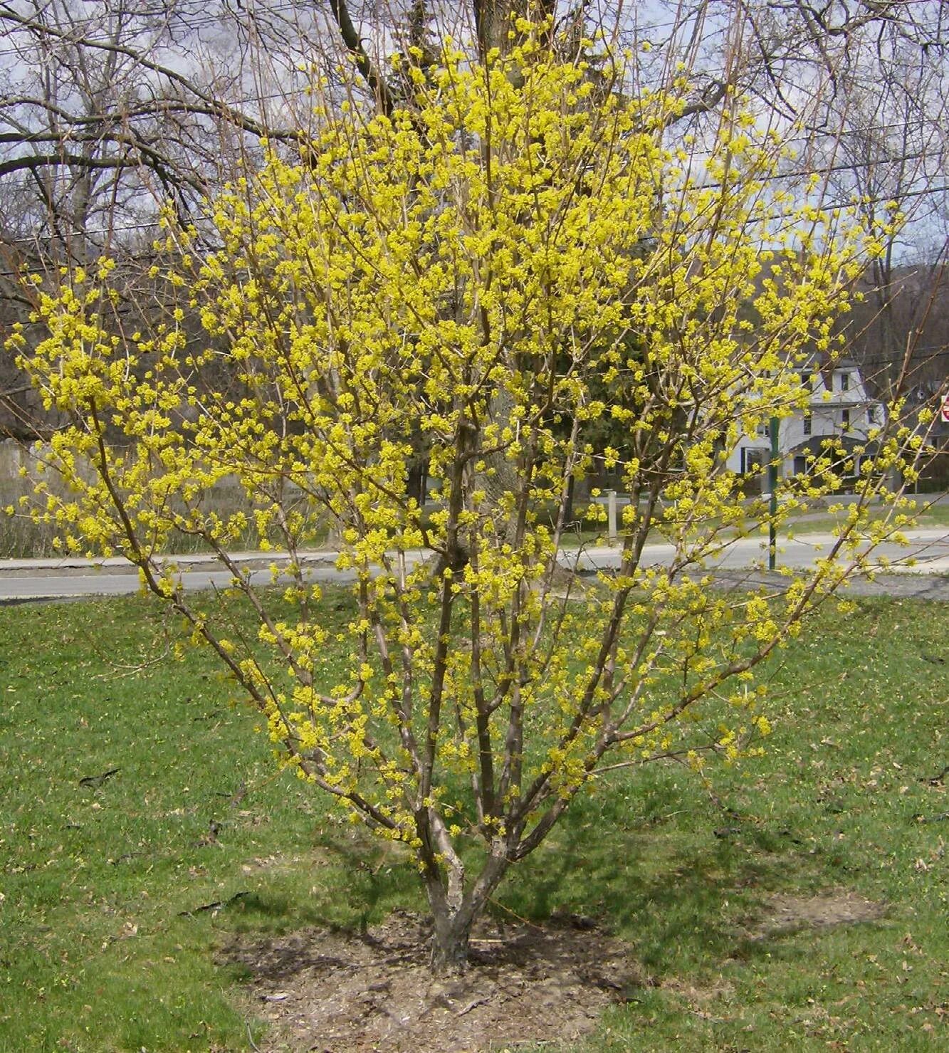 Кизил алеша. Кизил желтый. Дерен (кизил). Cornus alternifolia.