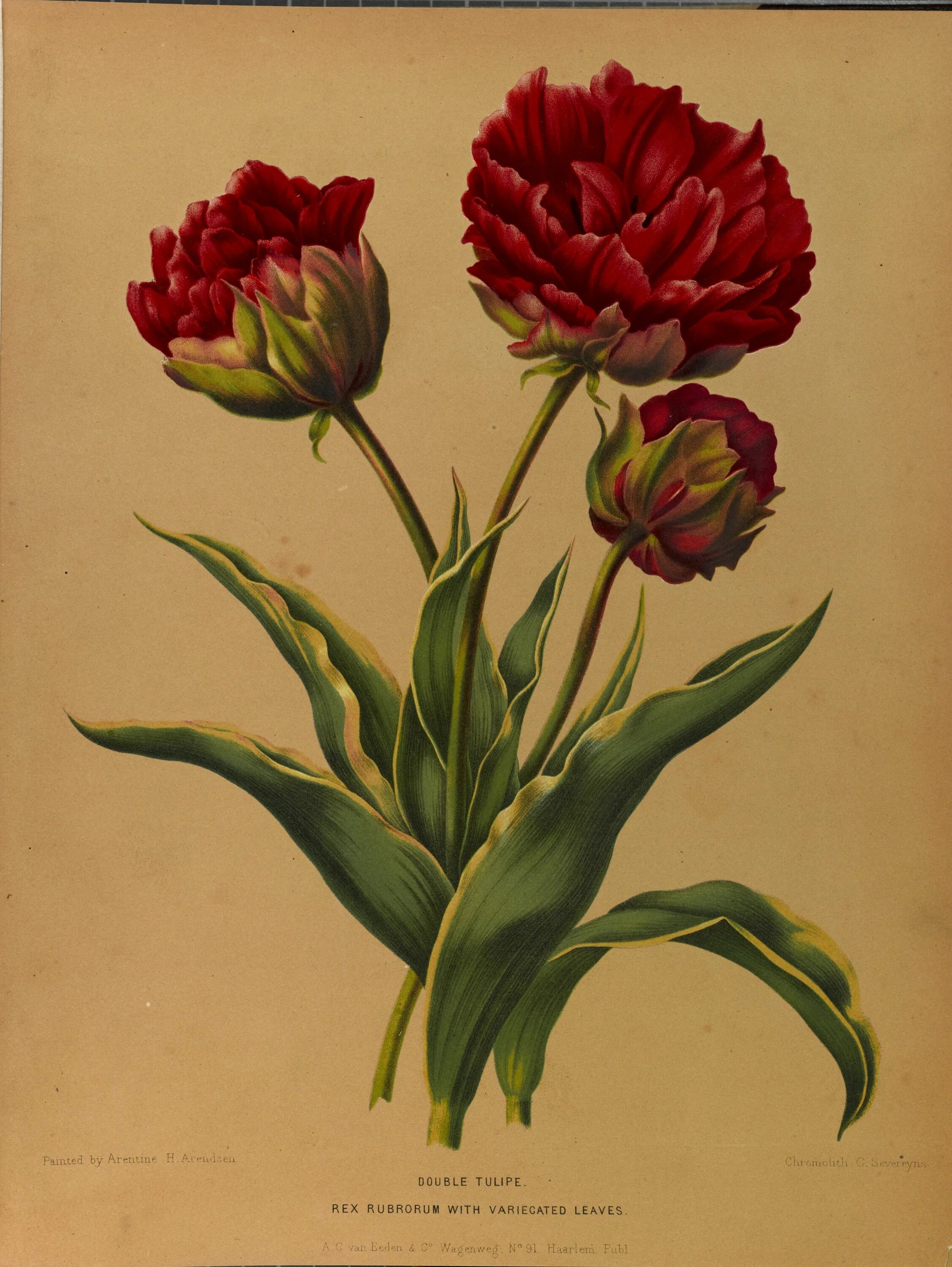 Тюльпан Ботанический атлас. Тюльпан попугайный Ботанический рисунок. Tulipa fosteriana Herbarium. Ботаническая живопись тюльпаны. Тюльпан ботаника