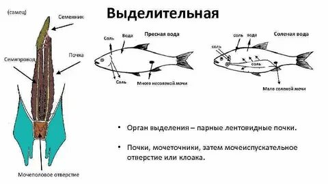 Выделительная система хрящевых
