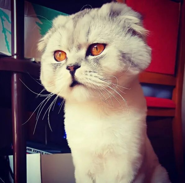 Кот кевин. Котик кевин. лепота тв кевин. ляпота тв кева. порода кота кевина из ляпота тв.