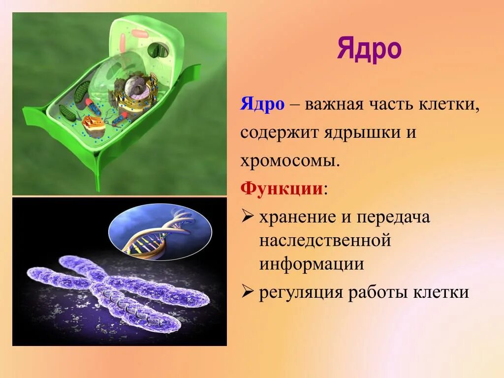 Наследственная информация растительной клетки