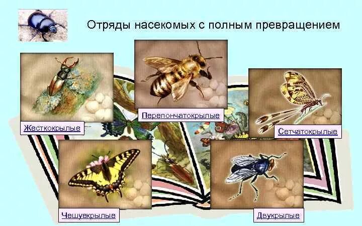 Двукрылые полное или неполное превращение. Отряды насекомых с полным превращением. отрядынасекомыъх с полным превращением. отряды насекомых с полными преврашение. отряды насекомых с неполным превращением.
