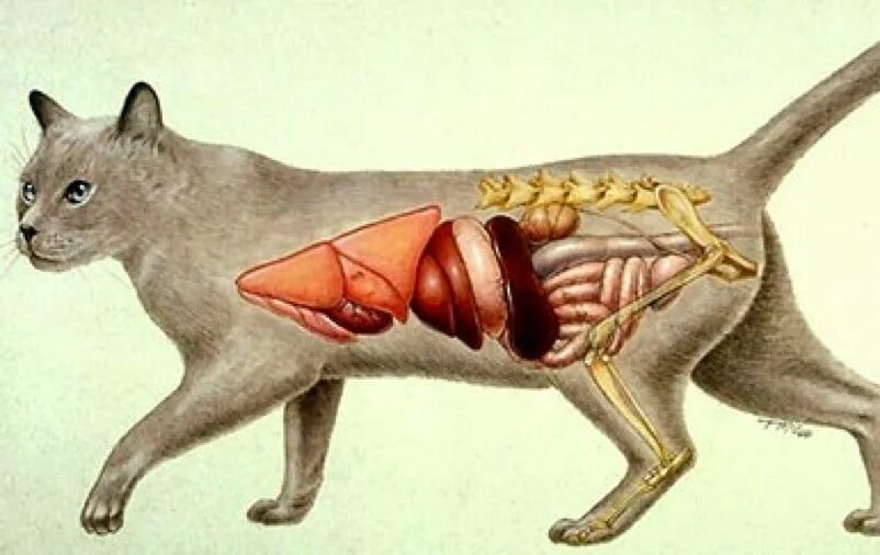 Селезенка кота. Анатомия кошки органы. Строение внутренних органов кота брюшная полость. Кошачий инфекционный перитонит. Анатомия кота внутренние органы.
