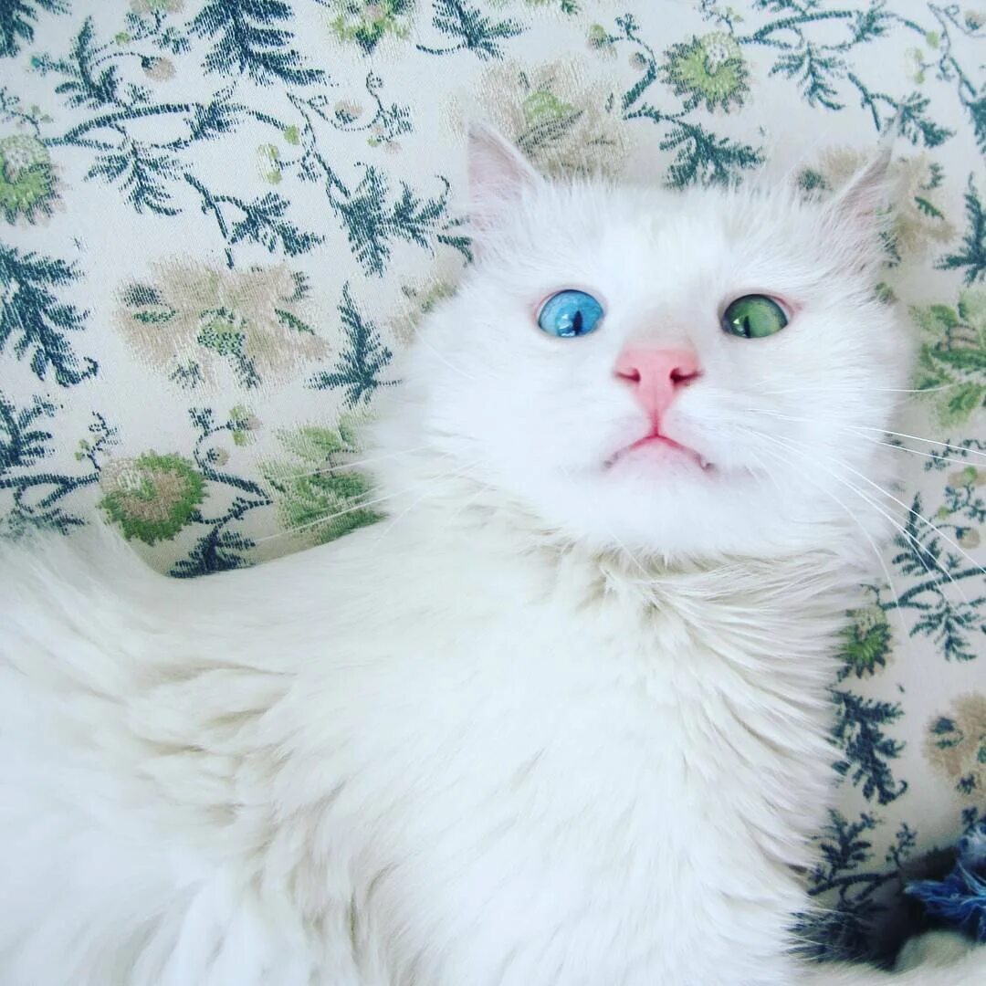 Котенок с разными глазами