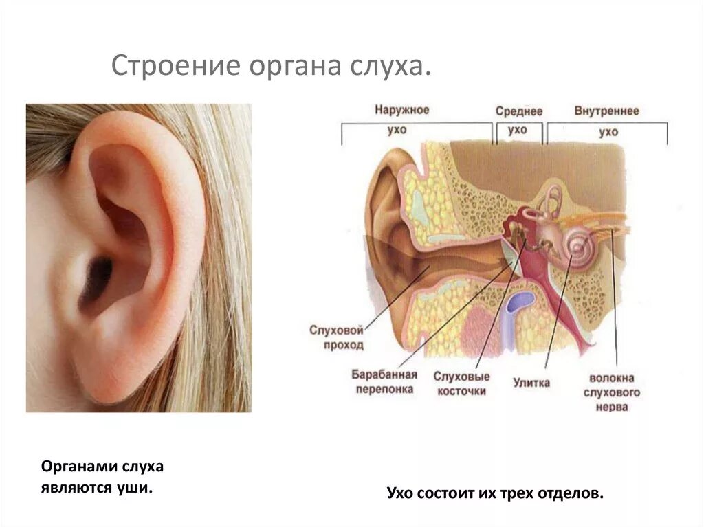 Характеристики части органа слуха улитки. Строение органа слуха. Схема строения органа слуха. Орган слуха анатомия. Изучение строения органа слуха на муляже