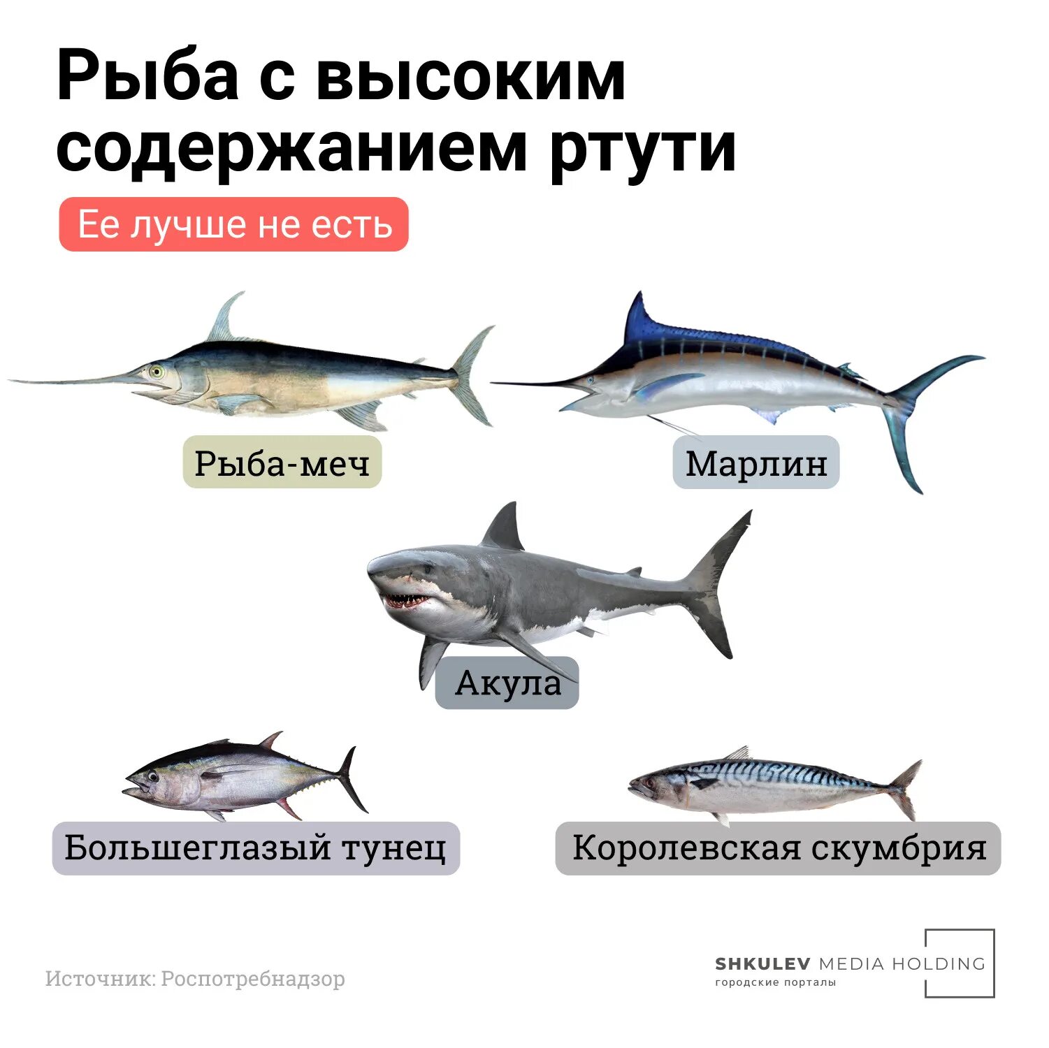 Почему рыба вредна. Виды рыб. Рыбы список. Сорта рыбы. Рыба с высоким содержанием ртути.