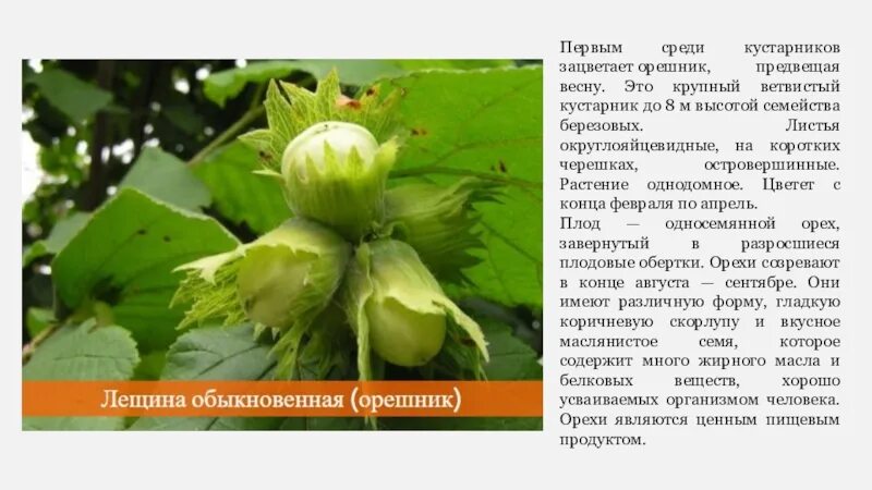 Орешник имеет жизненную форму кустарник. Орешник описание. орешник описание растения. листовой черешок. орешник описание листьев.