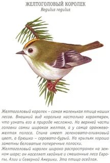 Королек описание