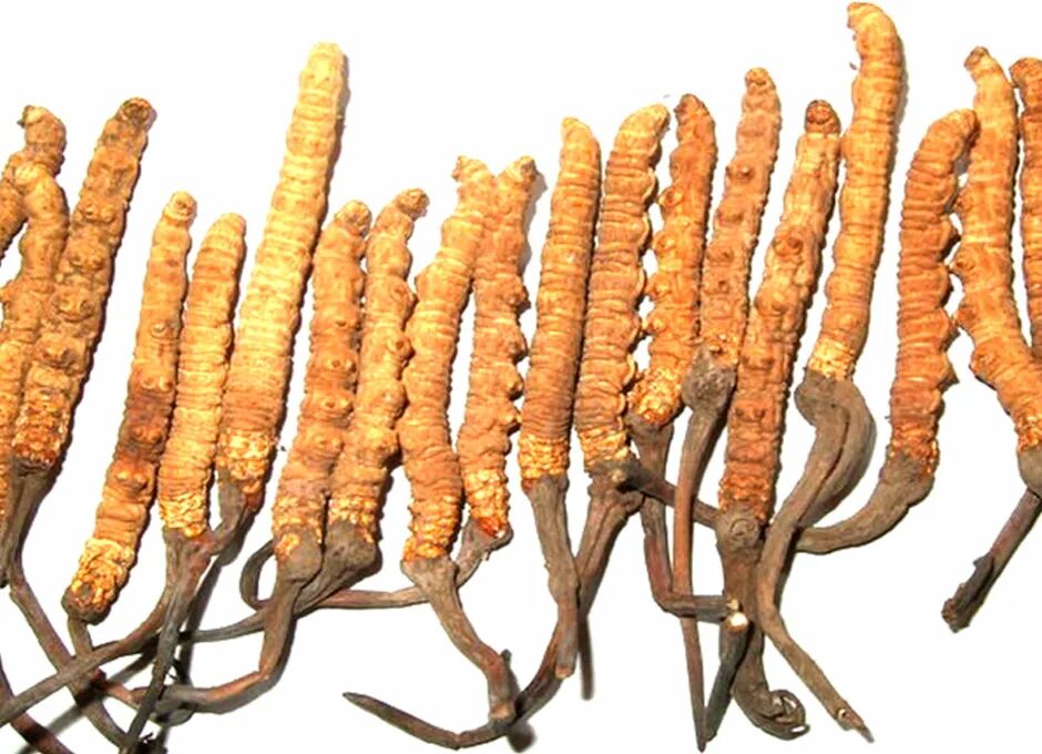 Кордицепс Синенсис. Кордицепс китайский "Cordyceps sinensis". Кордицепс на гусенице. Ярсагумба гриб. Кордицепс купить в москве